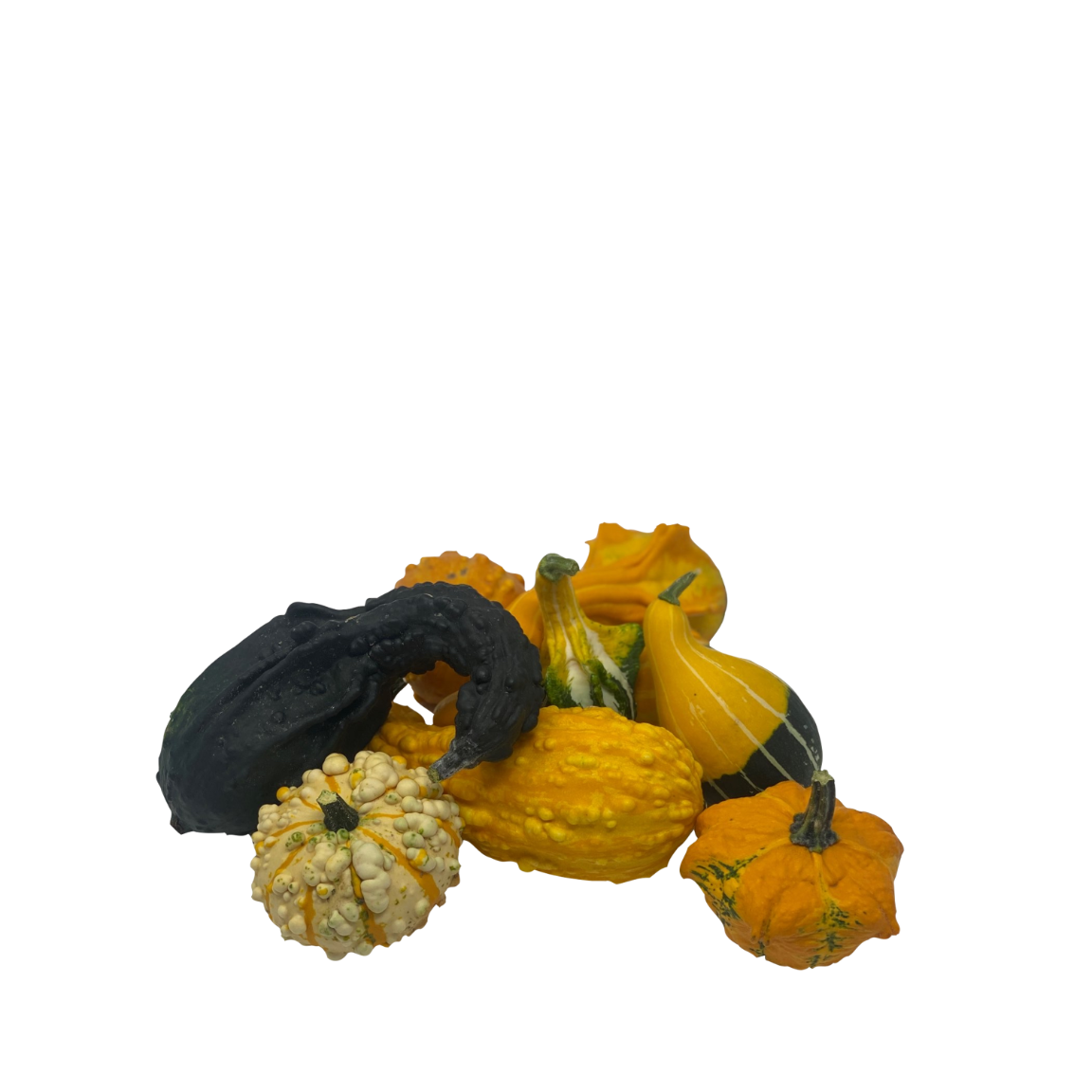 Mini Citrouille - Courge Décorative